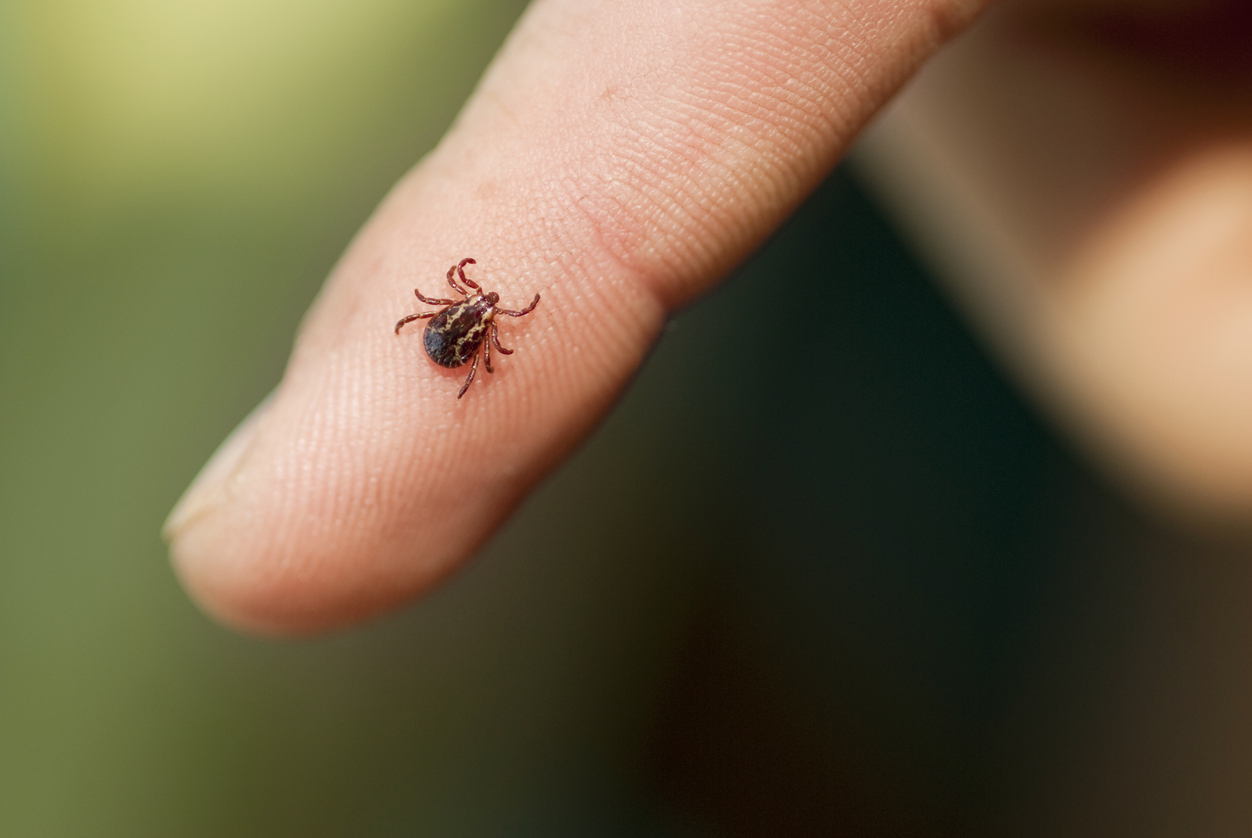 wood tick